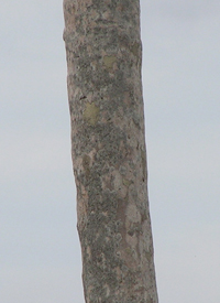 Palma Marrachada